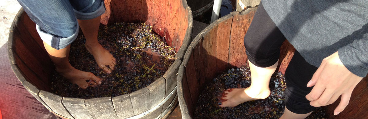 Grape stomping in one of the Okanagan wineries